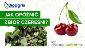 Opóźnianie zbioru czereśni i ochrona termiczna z produktami Bioagris