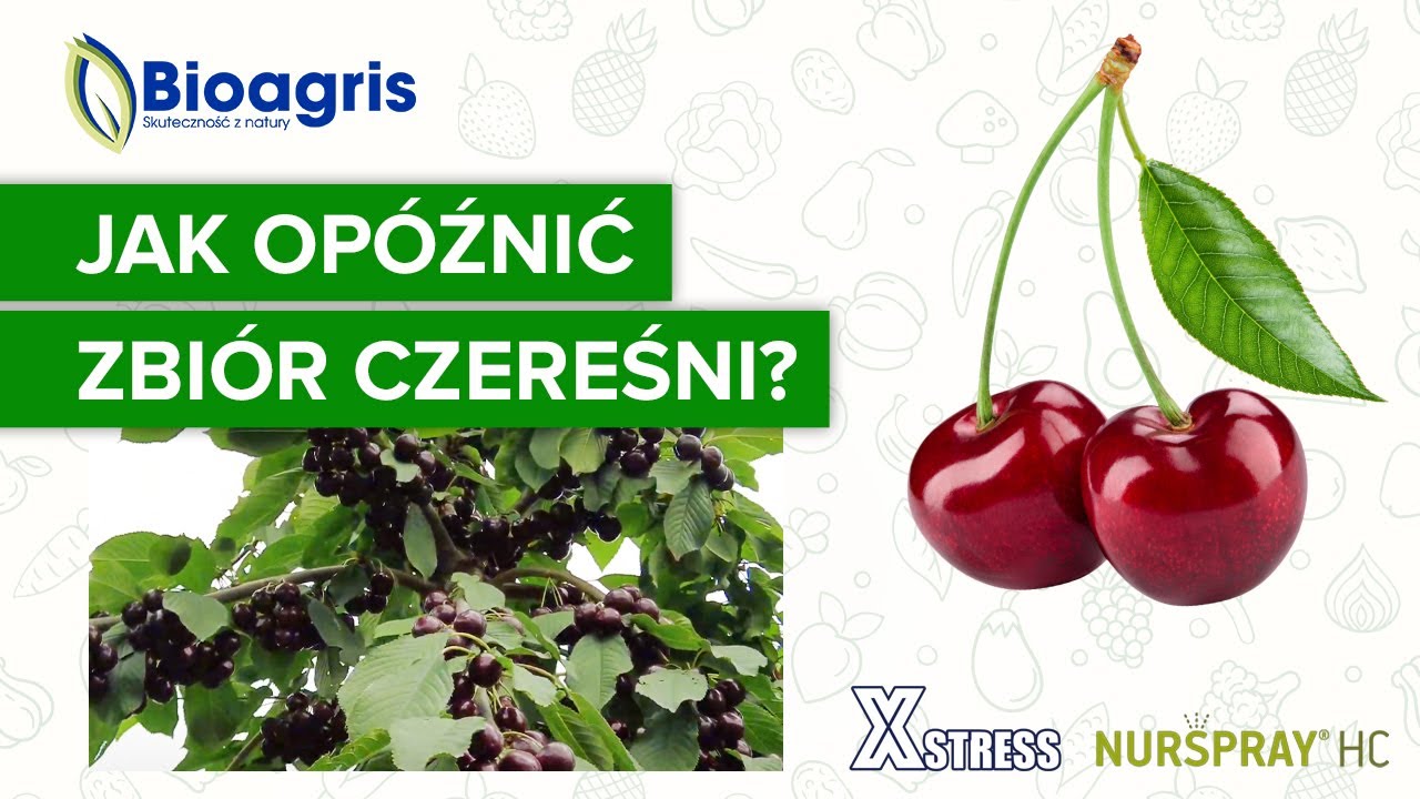 Opóźnianie zbioru czereśni i ochrona termiczna z produktami Bioagris