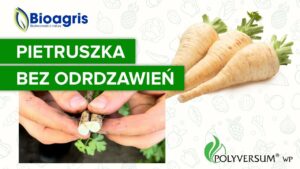 Ochrona przed ordzawianiem pietruszki z Polyversum WP od Bioagris