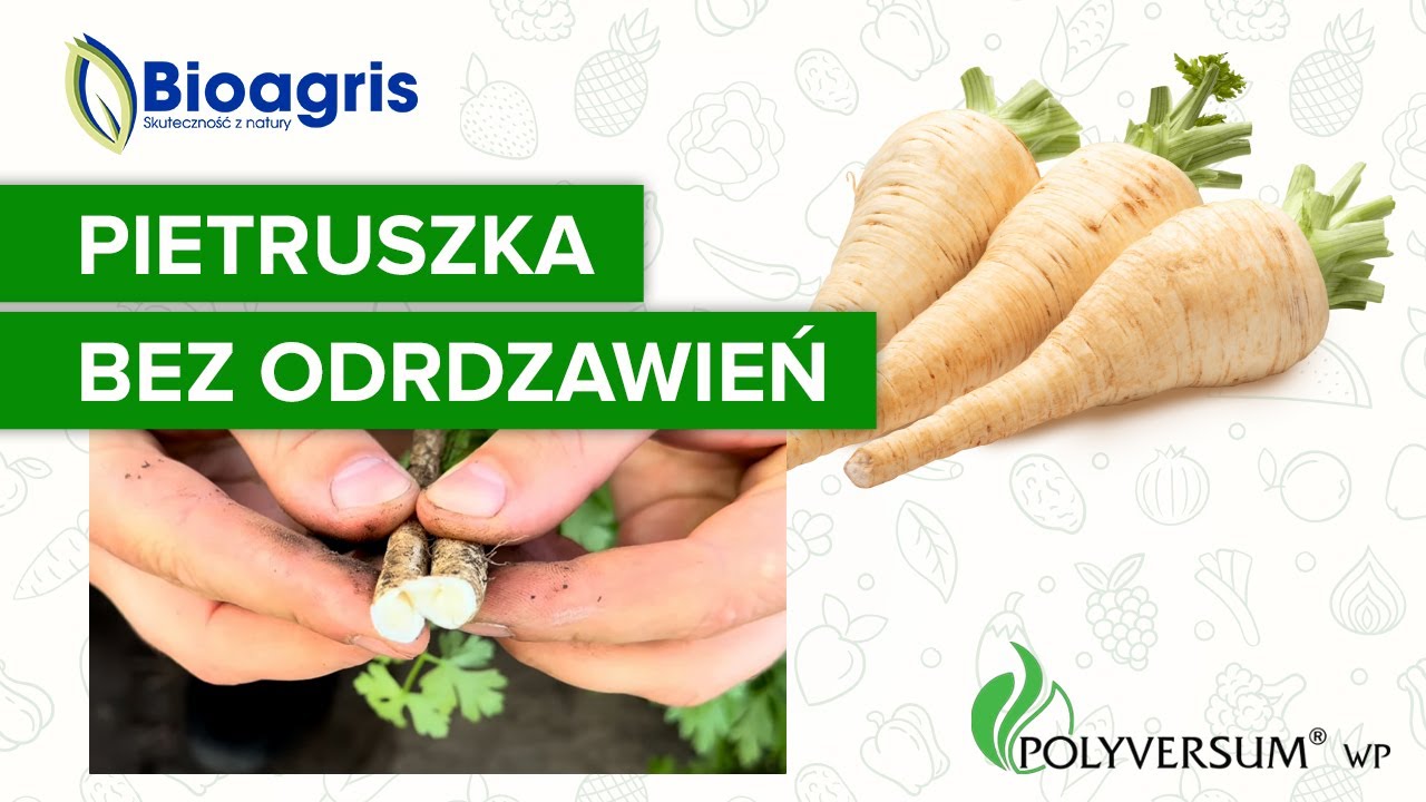 Ochrona przed ordzawianiem pietruszki z Polyversum WP od Bioagris