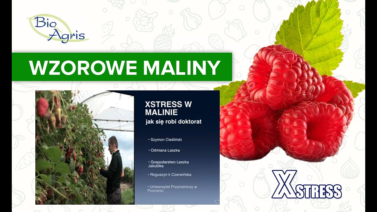 Jakość maliny z Xstress