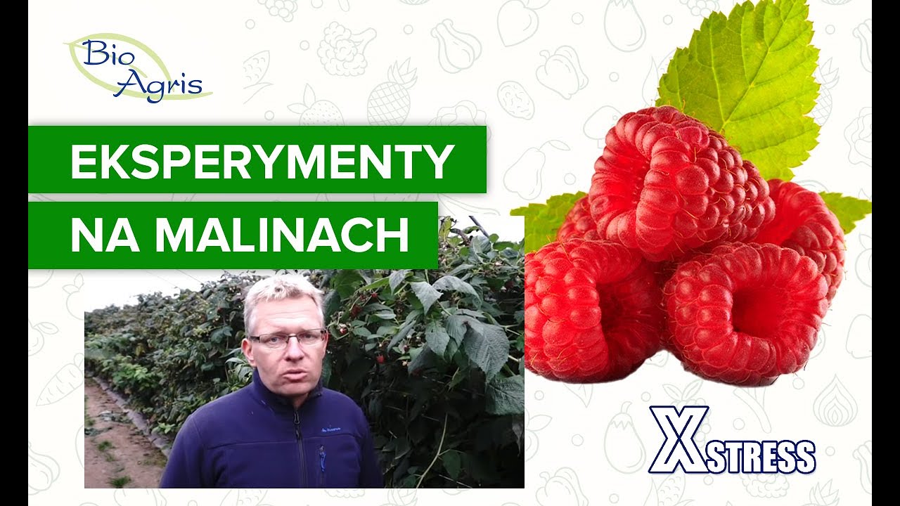 Wpływ Xstress na poprawę parametrów jakościowych maliny