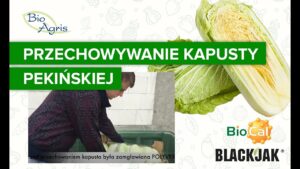 Bezpieczne i długie przechowywanie kapusty pekińskiej