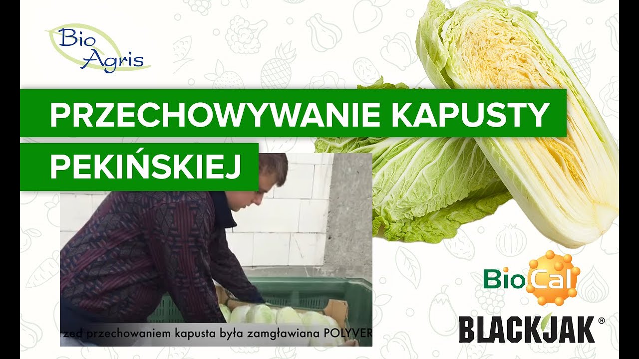 Bezpieczne i długie przechowywanie kapusty pekińskiej