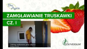 Zamgławianie truskawki z Polyversum WP część I