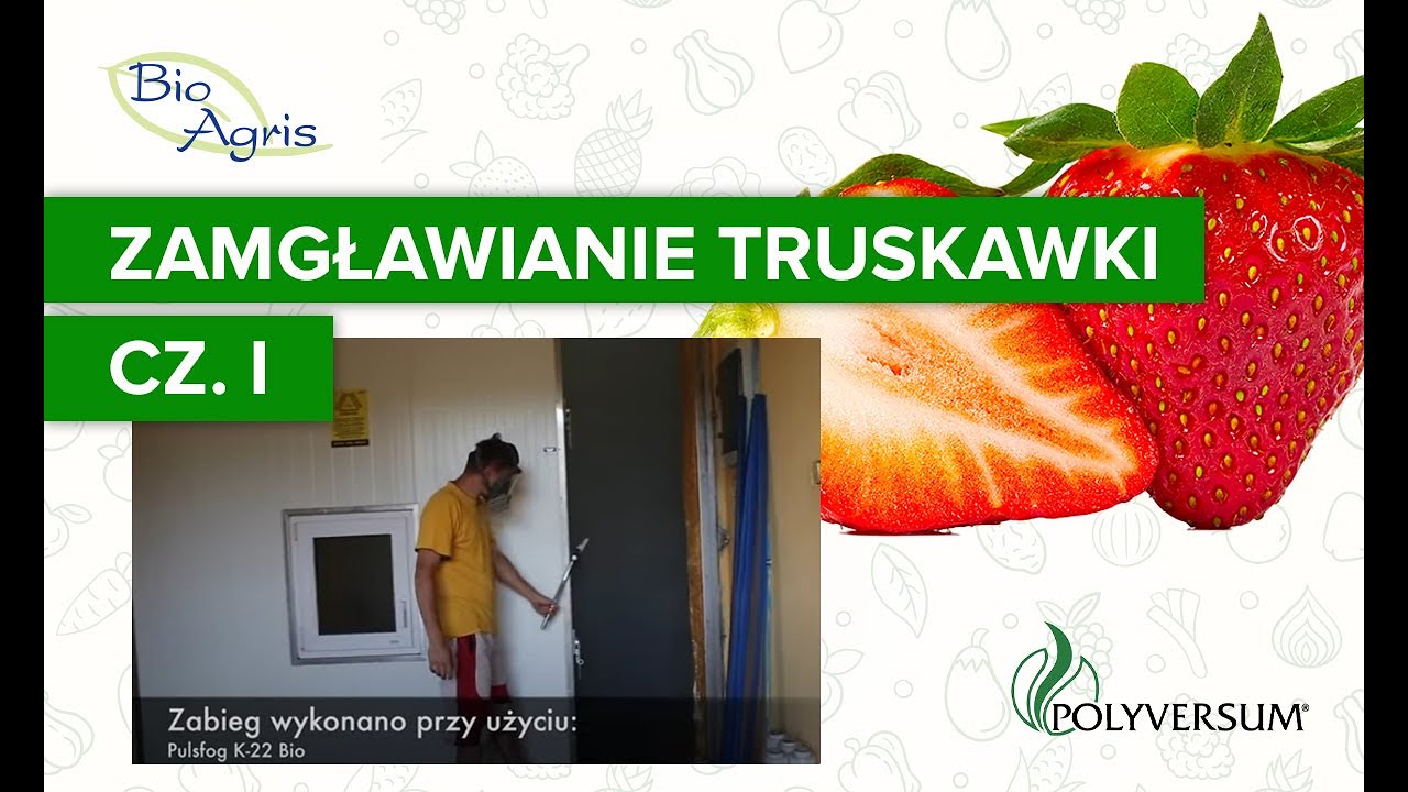 Zamgławianie truskawki z Polyversum WP część I