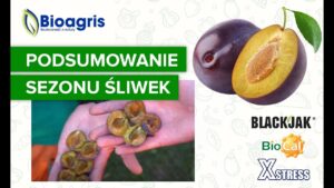 Podsumowanie sezonu zbioru śliwek z zastosowaniem zabiegu Xstress od Bioagris.