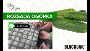 Rozsada ogórka trzydniowego