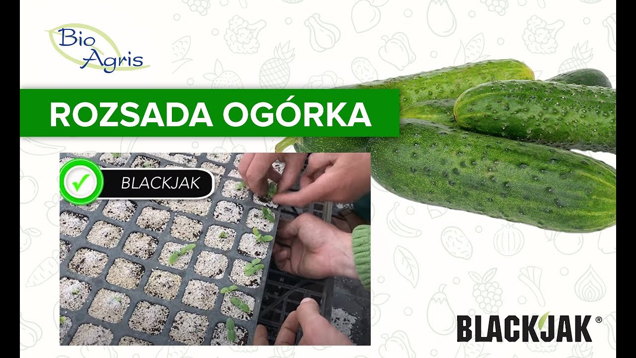Rozsada ogórka trzydniowego