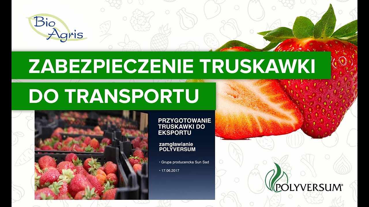Przygotowanie truskawki do przechowania