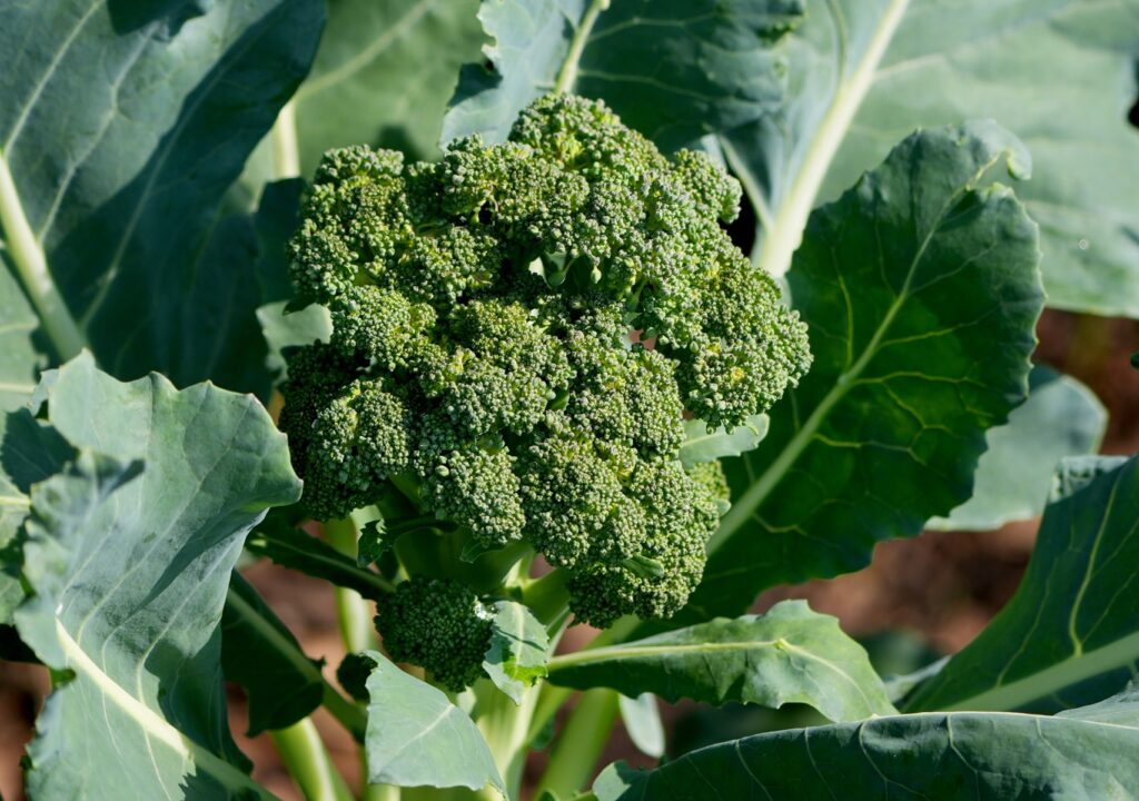 Nawóz NHDelta do uprawy brokuła – poprawa jakości plonu i systemu korzeniowego