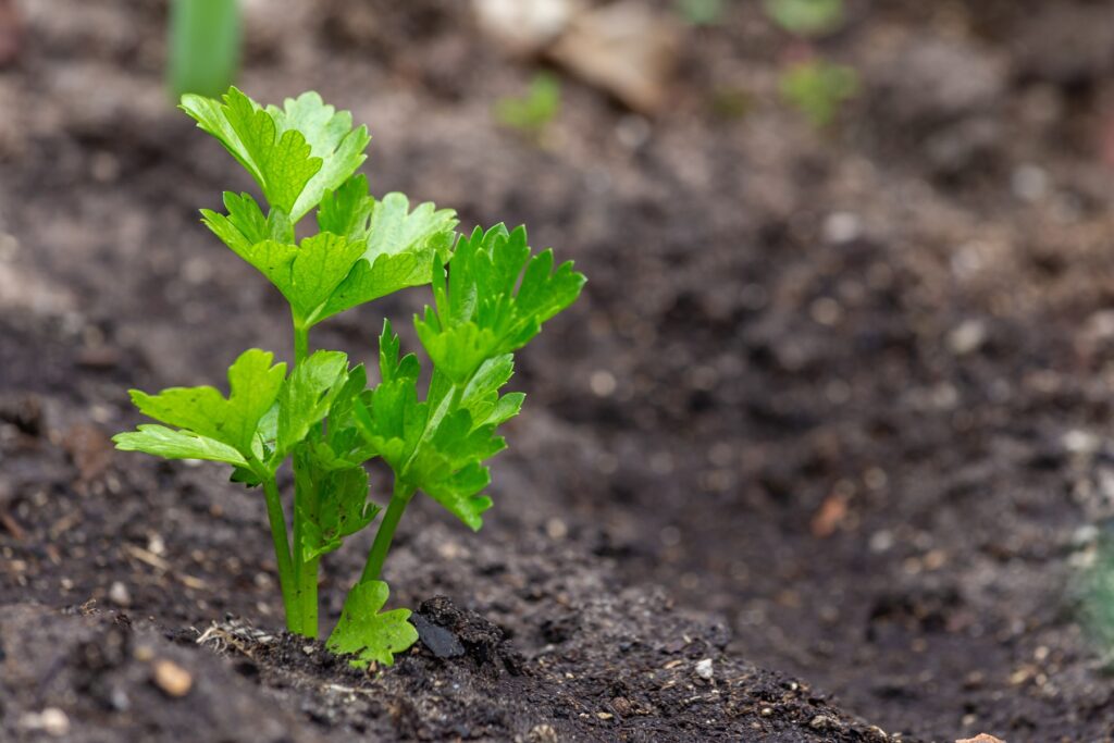 Młoda sadzonka selera z dobrze rozbudowanym systemem korzeniowym po zastosowaniu biostymulatora.
