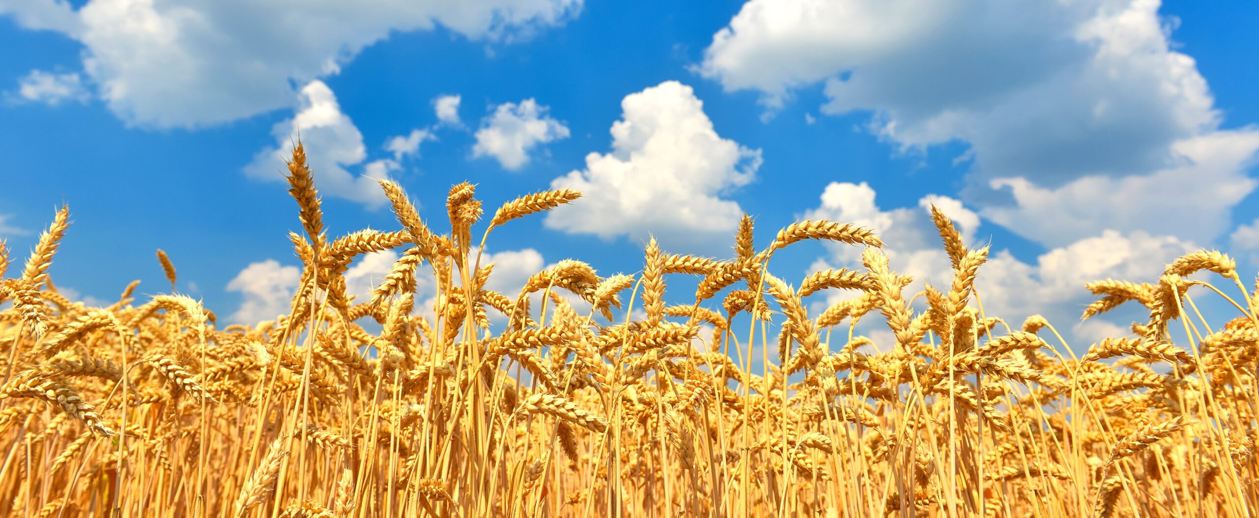 Nawożenie zbóż ozimych – praktyczny plan od jesieni do żniw