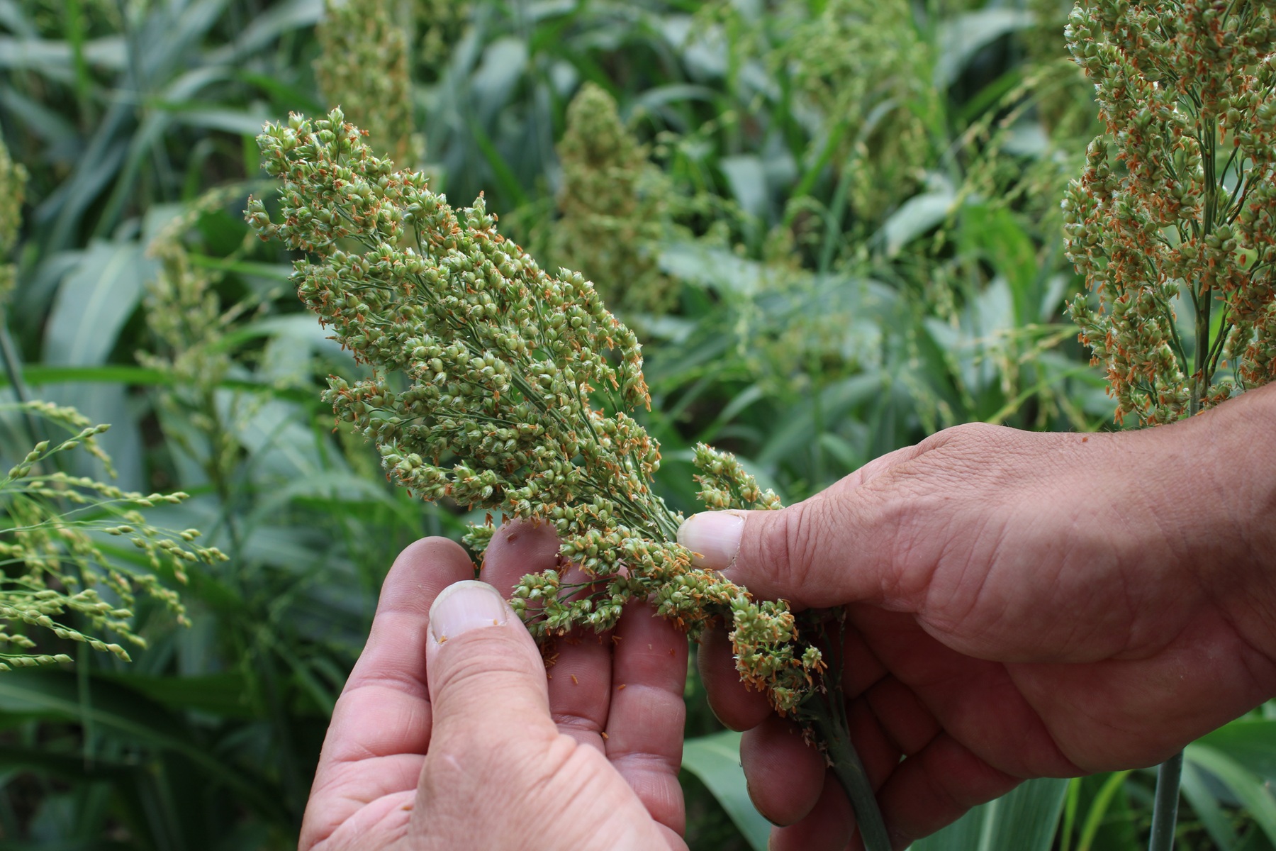 Nawożenie zbóż ozimych – praktyczny plan od jesieni do żniw