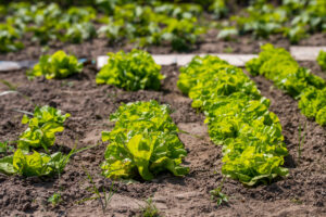 Uprawa sałaty – wyzwania, wsparcie i dobór odpowiedniej odmiany