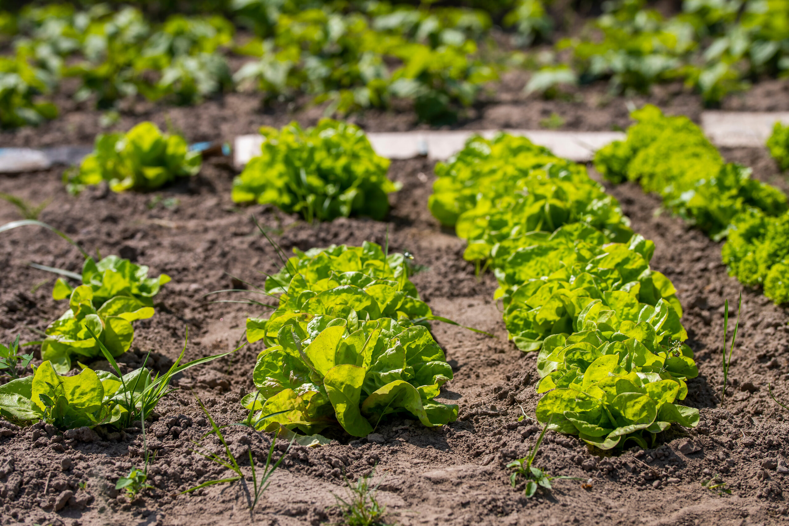 Uprawa sałaty – wyzwania, wsparcie i dobór odpowiedniej odmiany