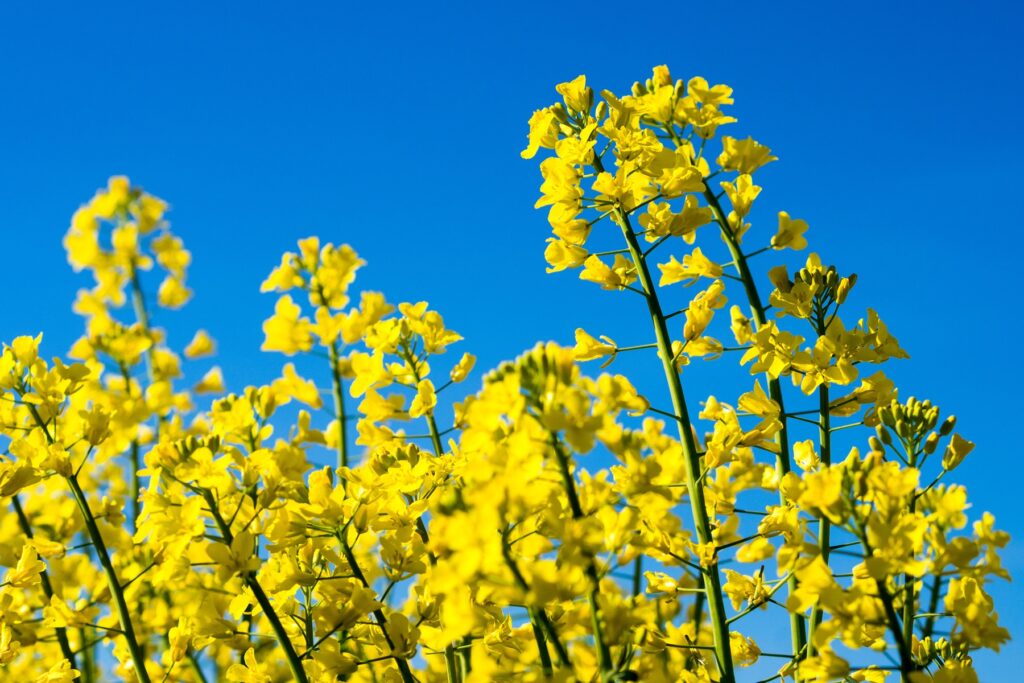 Zdrowy rzepak z dobrze rozwiniętymi zawiązkami po zabiegu preparatem wapniowym.