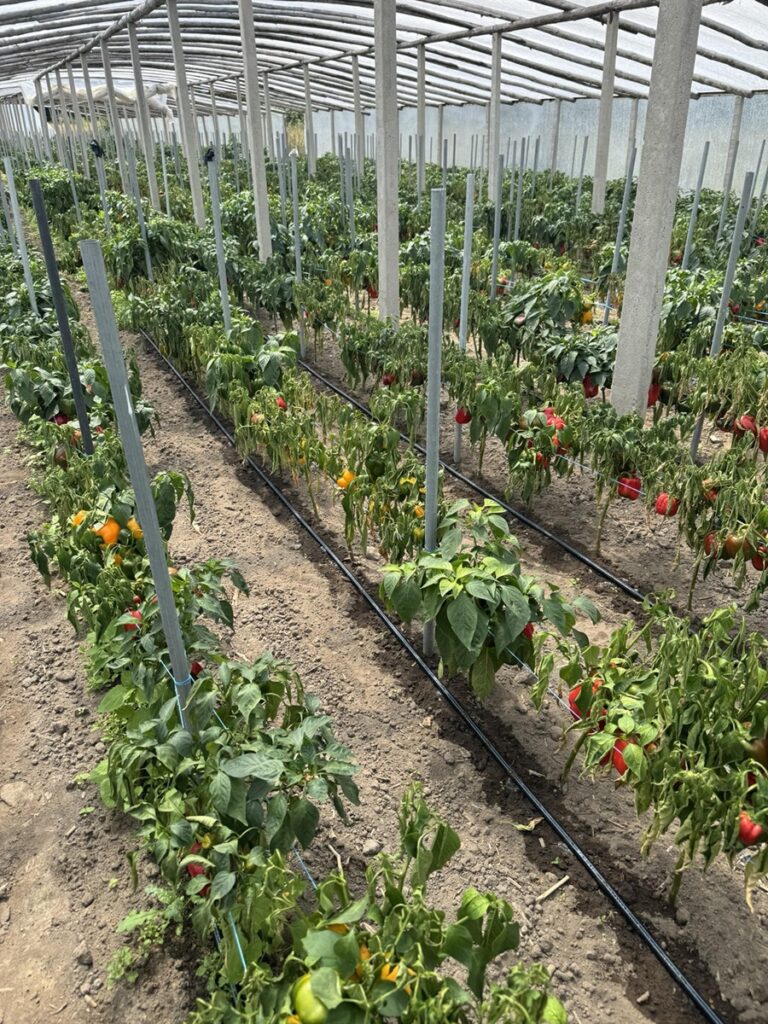 Objawy i przyczyny uwiądu papryki - zdjęcia