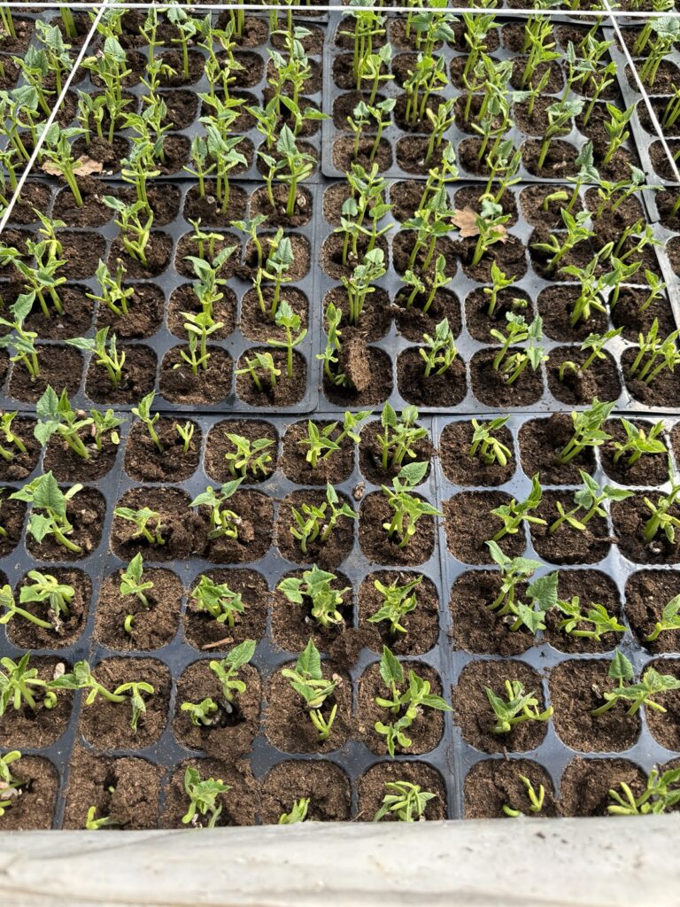 Podlewanie rozsady papryki z dodatkiem adiuwantu Slick dla lepszej wilgotności podłoża