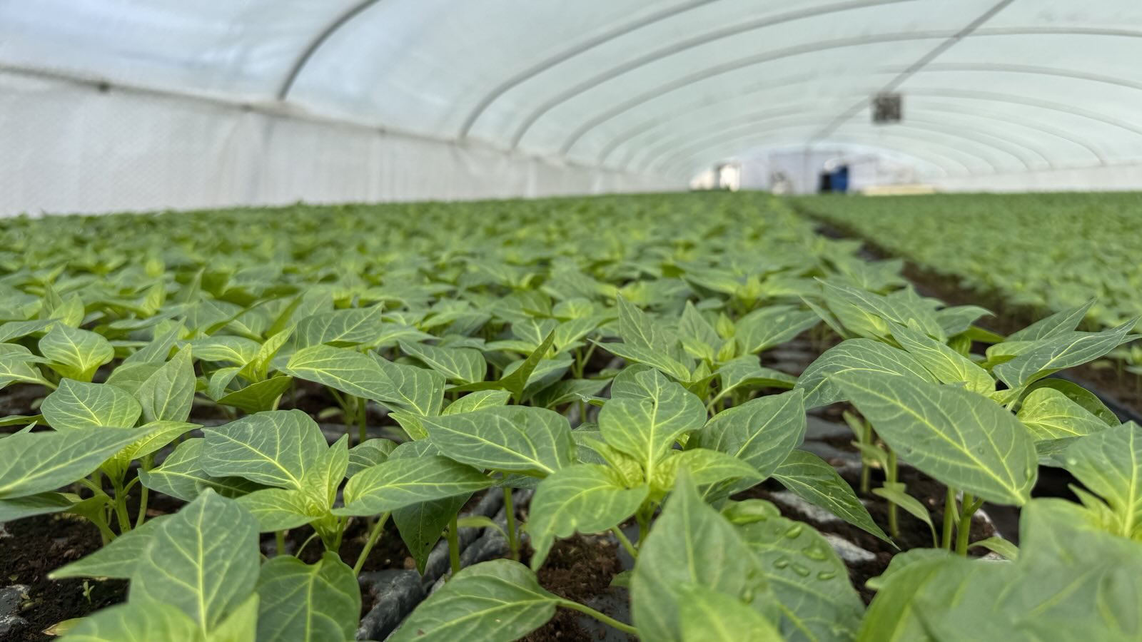 Produkcja rozsady papryki i innych warzyw – kluczowe wyzwania i rola mikroorganizmów w nowoczesnych technologiach