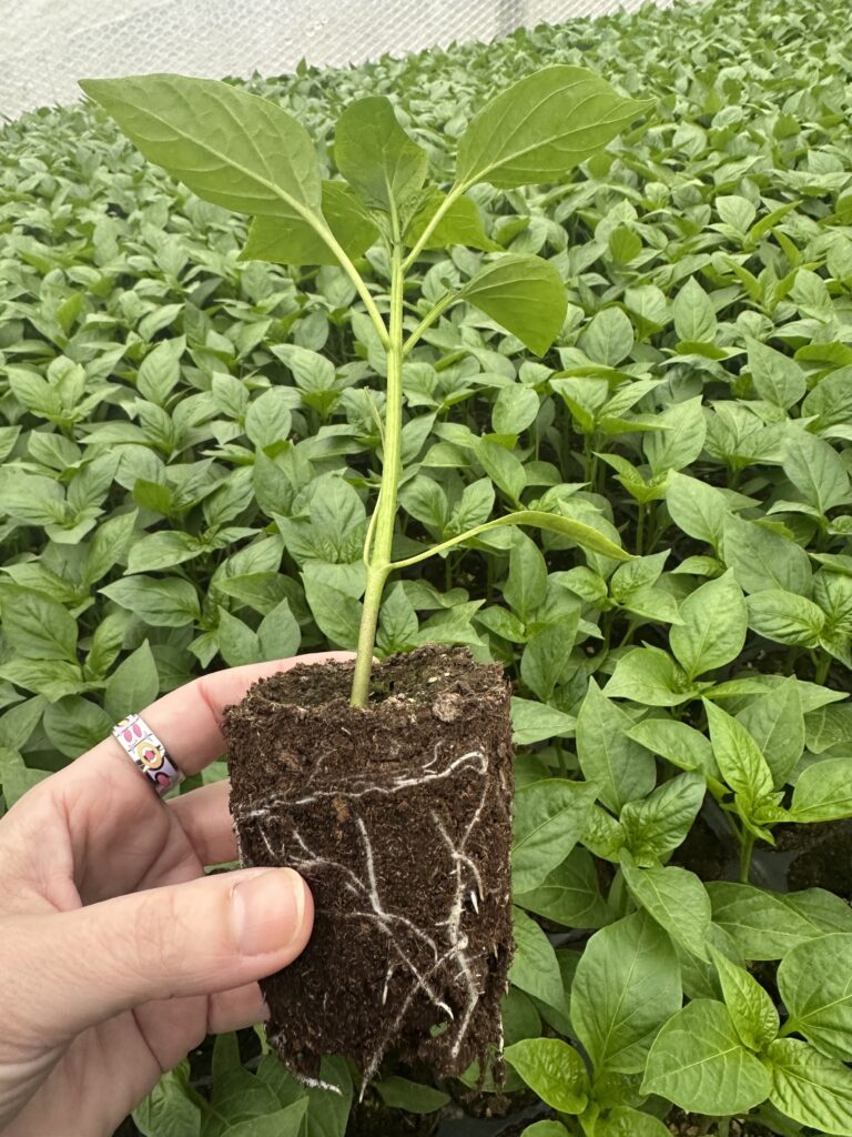 Rozbudowany i zdrowy system korzeniowy rozsady papryki po zastosowaniu MycoTech BIO