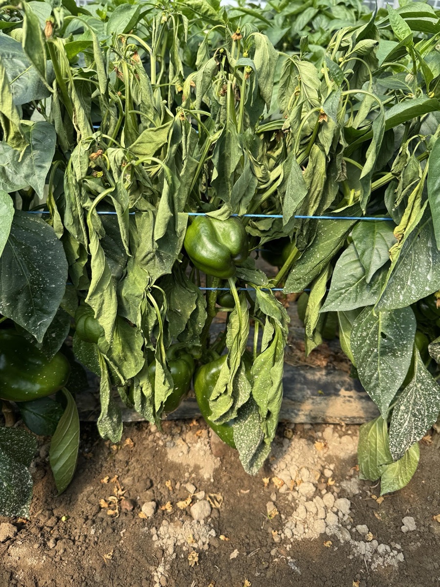 Uwiądy w papryce jak je rozpoznać i skutecznie ograniczać ich szkodliwość