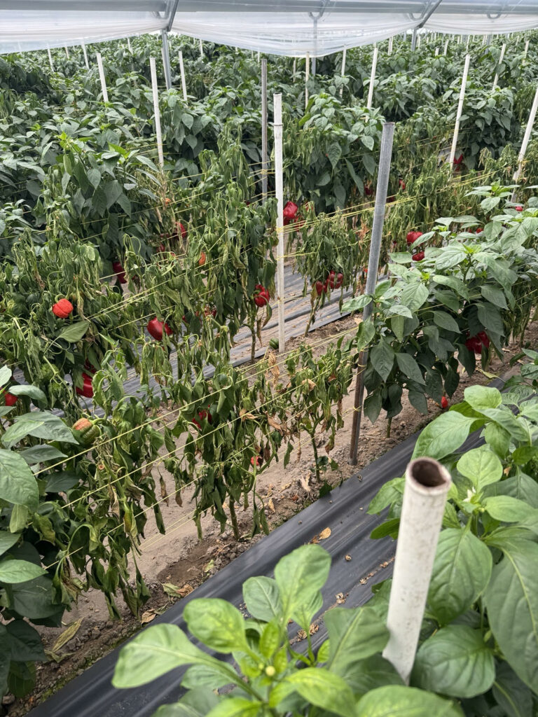 Po dezynfekcji gleba jest "jałowa". Musimy jak najszybciej wprowadzić do niej pożyteczne mikroorganizmy, które zajmą miejsce patogenów i stworzą barierę ochronną dla korzeni. Po zabiegach odkażania, konieczne jest wprowadzenie do gleby, najlepiej już z rozsadą i/lub zaraz po posadzeniu, preparatów przyspieszających odbudowę prawidłowej flory glebowej.  Tu sprawdzi się stosowanie produktu MycoTech BIO. Zawiera on wyselekcjonowane szczepy mikroorganizmów, w tym grzyby mikoryzowe, które szybko kolonizują glebę, poprawiają jej strukturę i wspomagają wzrost roślin.