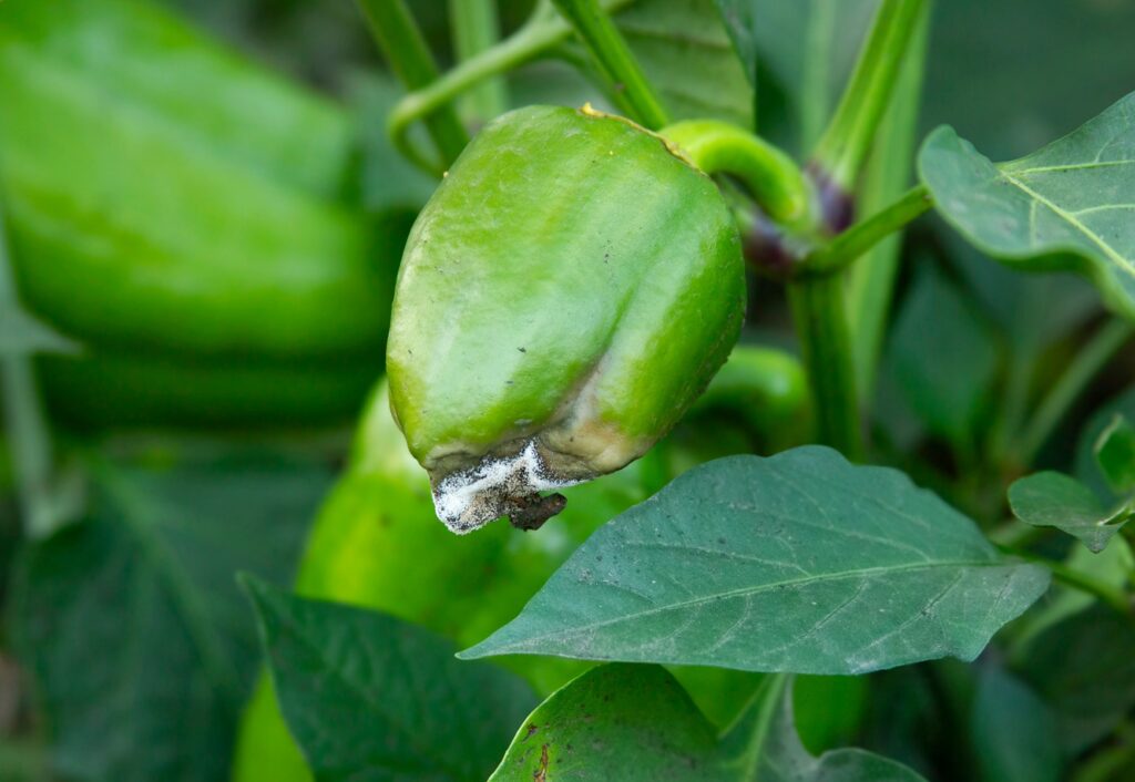 Szara pleśń na końcu samych owoców w  okresie pełnego owocowania papryki