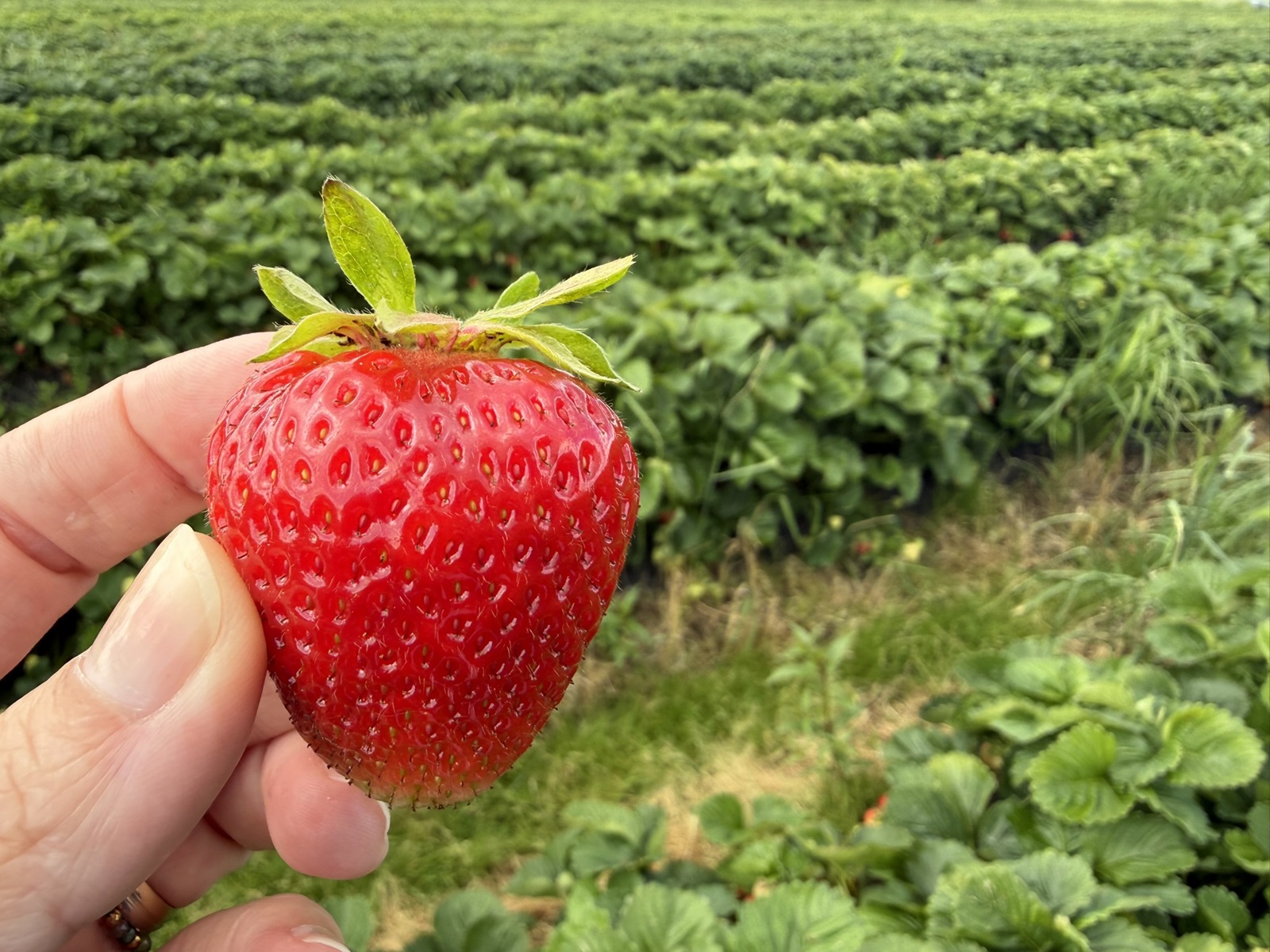 Dlaczego coraz więcej plantatorów inwestuje w mikrobiologię