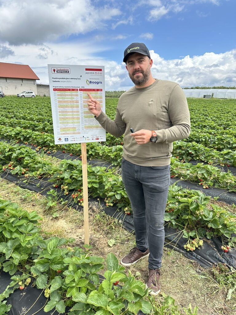 praktyczne wdrożenie mikrobiologii na plantacji truskawek