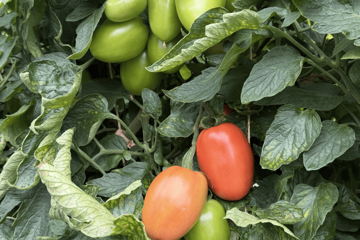 Pomidor w pełnym programie Bioagris – od rozsady aż po zbiory