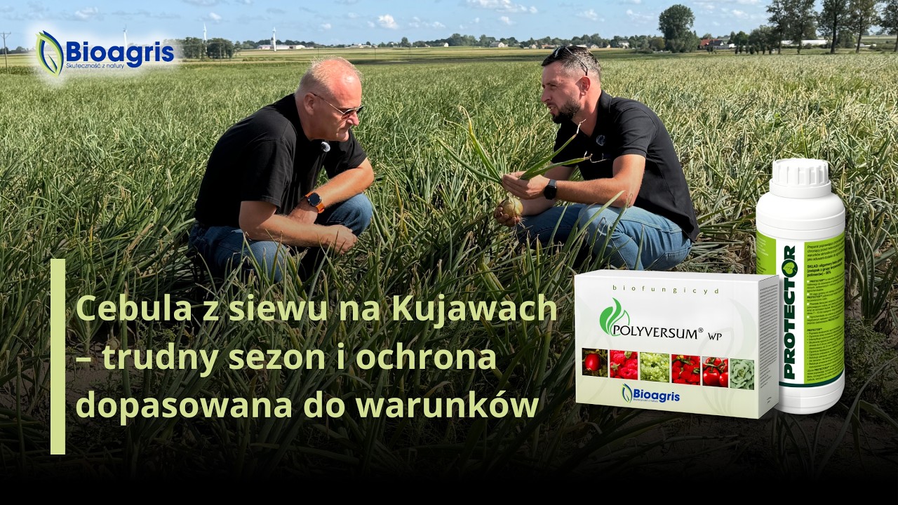 Cebula z siewu na Kujawach – trudny sezon i ochrona dopasowana do warunków