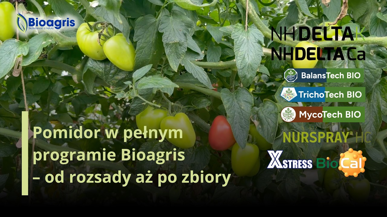 Pomidor w pełnym programie Bioagris – od rozsady aż po zbiory