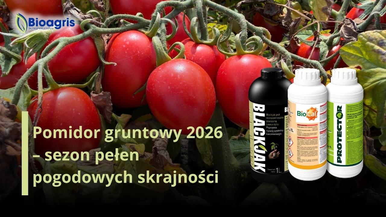 Pomidor gruntowy 2026 – sezon pełen pogodowych skrajności