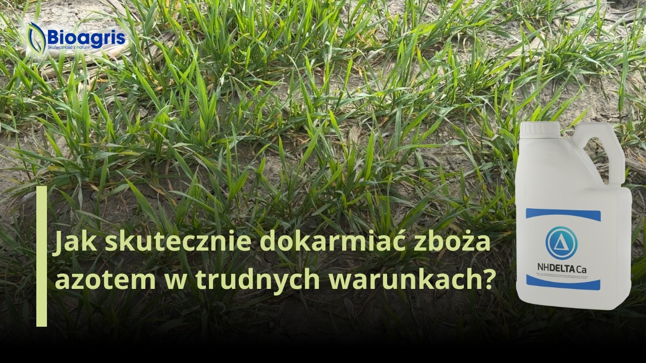Azot w zbożach – co robić, gdy pogoda nie pomaga?