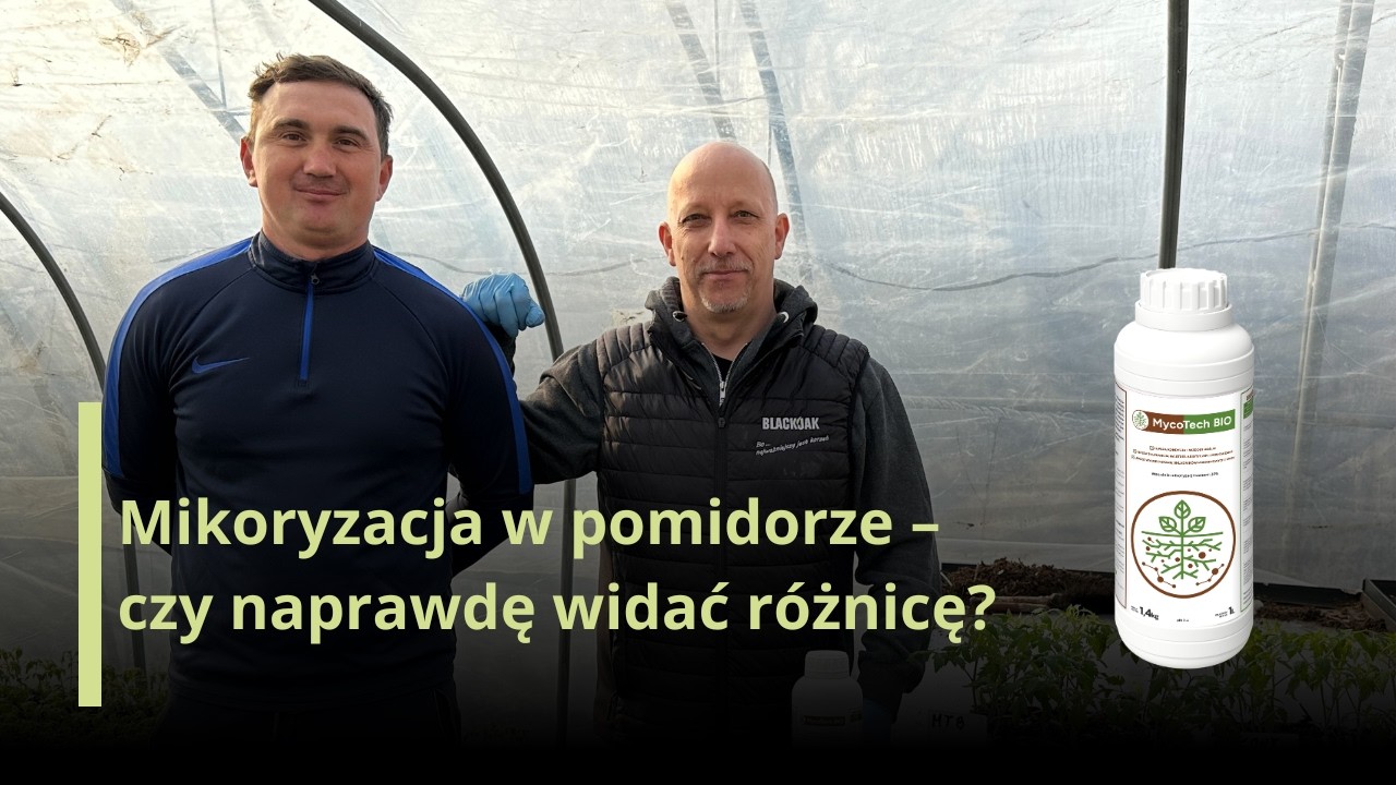 Mikoryzacja w pomidorze – czy naprawdę widać różnicę?