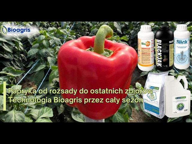 Połowa września, a zbiory papryki wciąż trwają!